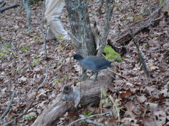 American Coot