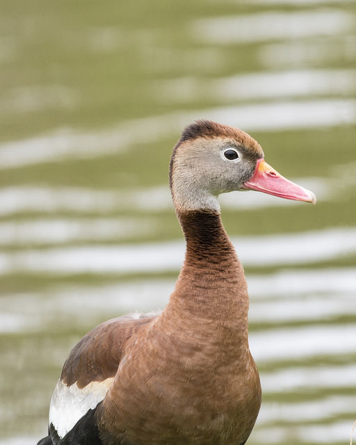 Black-bellied Whistling-Duck