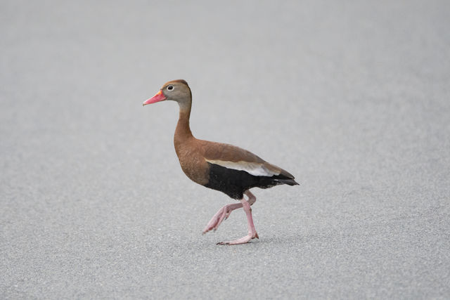 Black-bellied Whistling-Duck