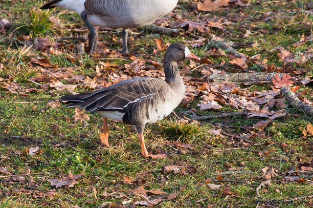 Greater White-fronted Goose