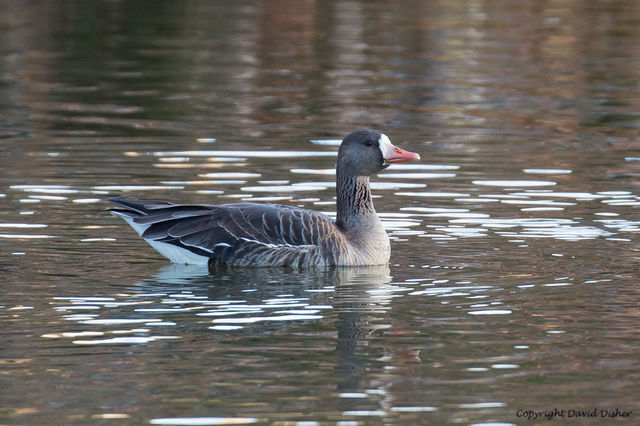 Greater White-fronted Goose