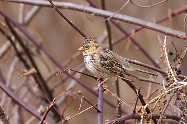 Harris's Sparrow