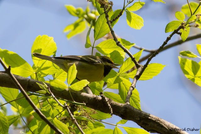 Lawrence's Warbler (hybrid)