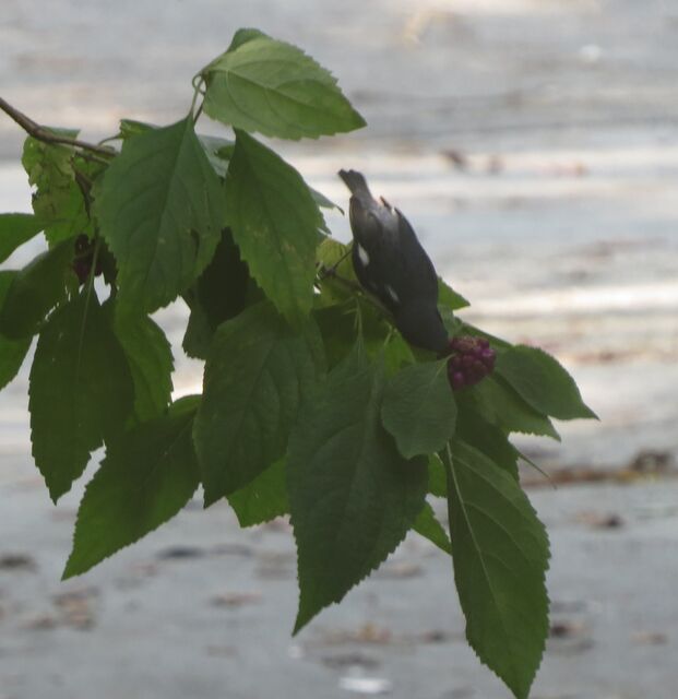 Black-throated Blue Warbler