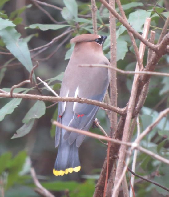 Cedar Waxwing