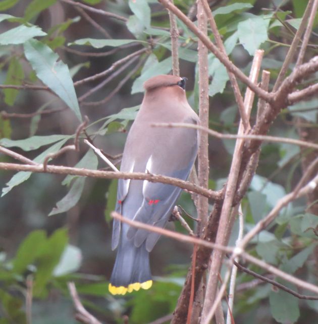 Cedar Waxwing