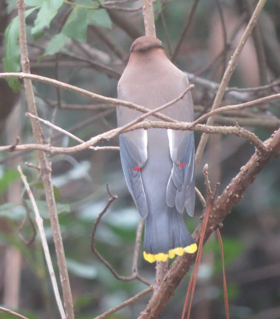 Cedar Waxwing