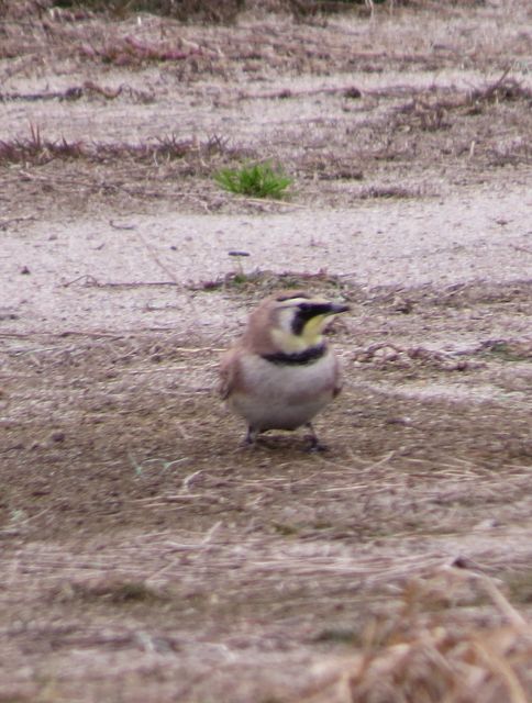 Horned Lark