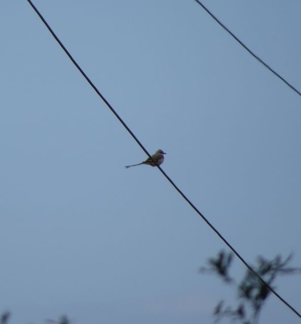 Scissor-tailed Flycatcher