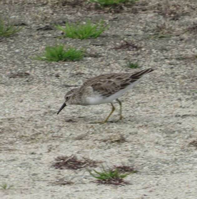 Least Sandpiper