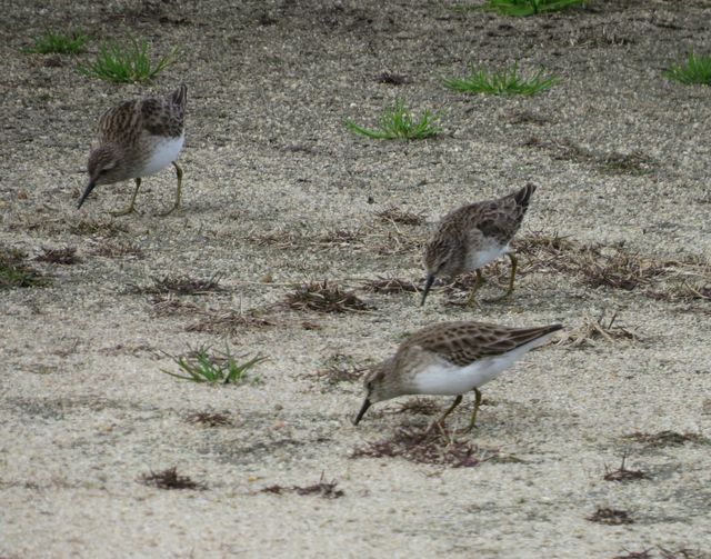 Least Sandpiper
