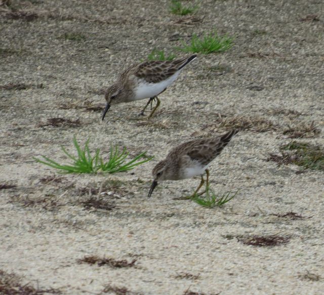 Least Sandpiper