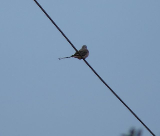 Scissor-tailed Flycatcher