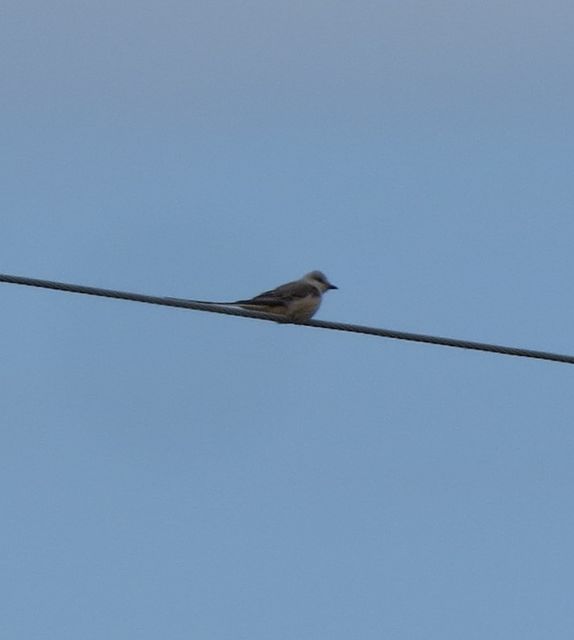 Scissor-tailed Flycatcher