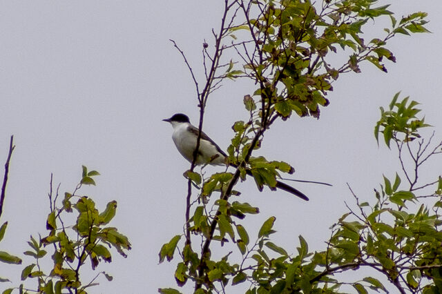 Fork-tailed Flycatcher