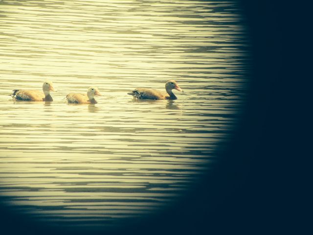 Black-bellied Whistling-Duck