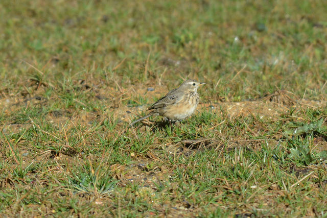 American Pipit