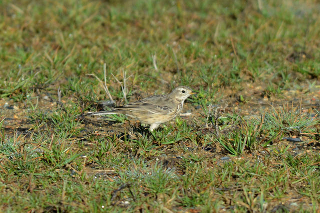 American Pipit