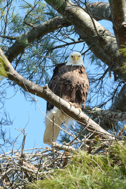 Bald Eagle