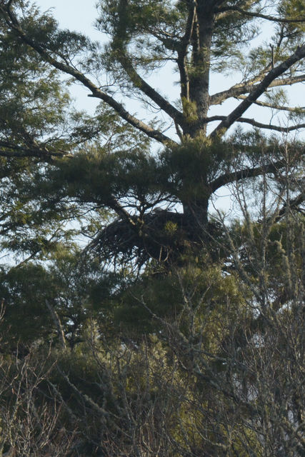 Bald Eagle