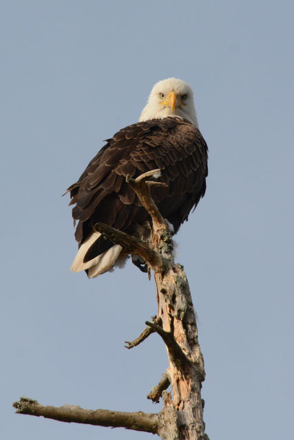 Bald Eagle