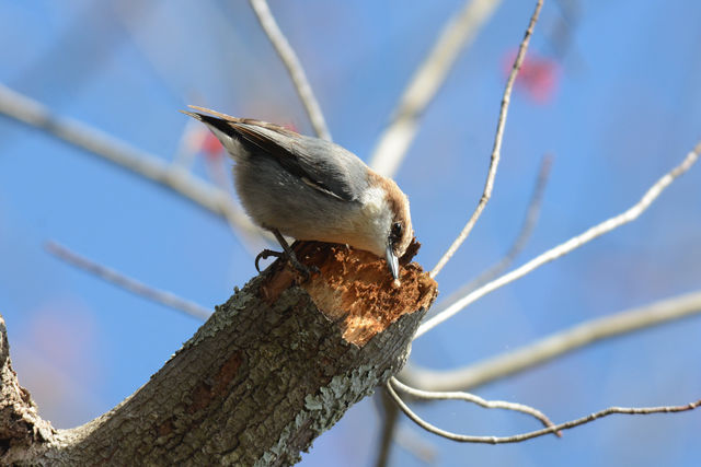 Brown-headed Nuthatch