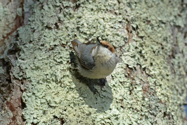 Brown-headed Nuthatch