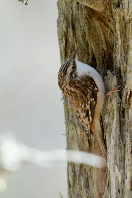 Brown Creeper
