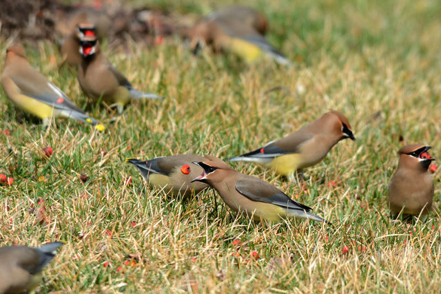 Cedar Waxwing