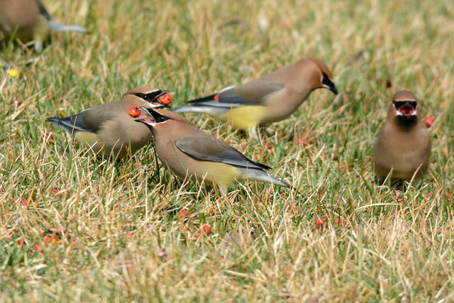 Cedar Waxwing