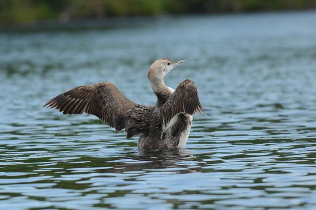 Common Loon