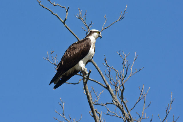 Osprey