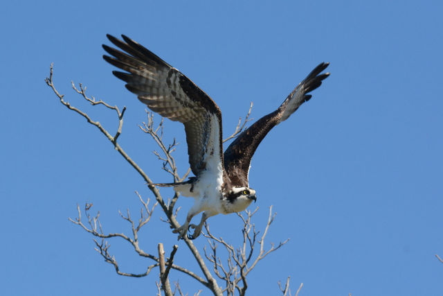 Osprey