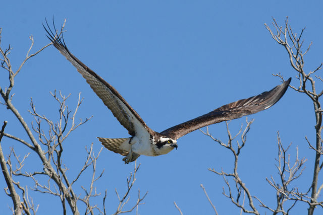 Osprey