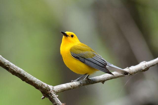 Prothonotary Warbler