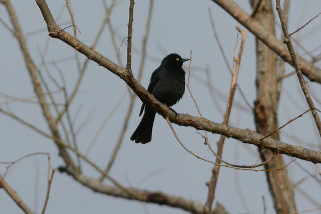 Rusty Blackbird