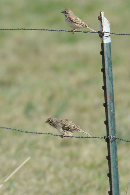 Vesper Sparrow