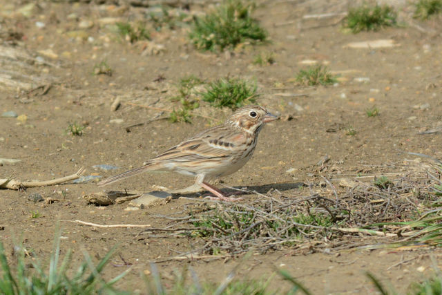 Vesper Sparrow