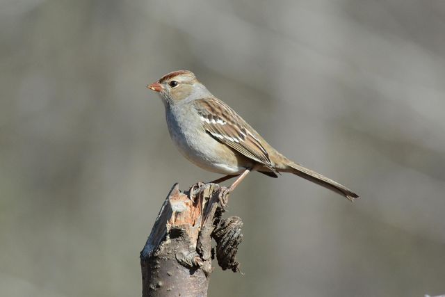 White-crowned Sparrow