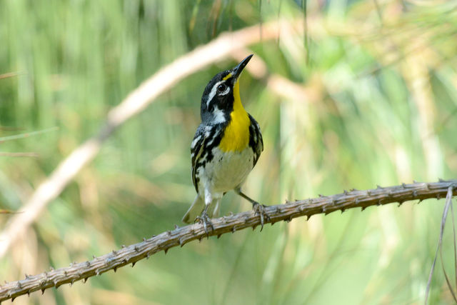 Yellow-throated Warbler