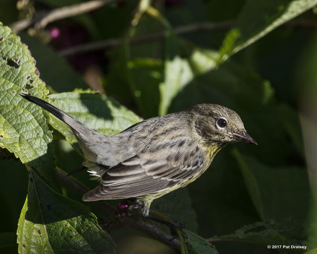 Kirtland's Warbler