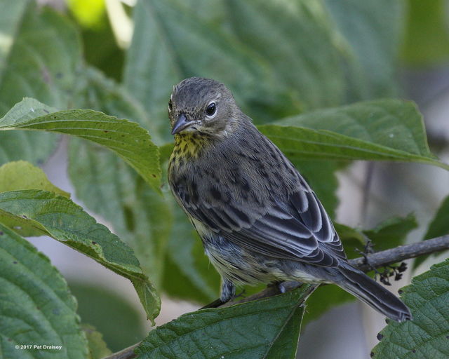 Kirtland's Warbler