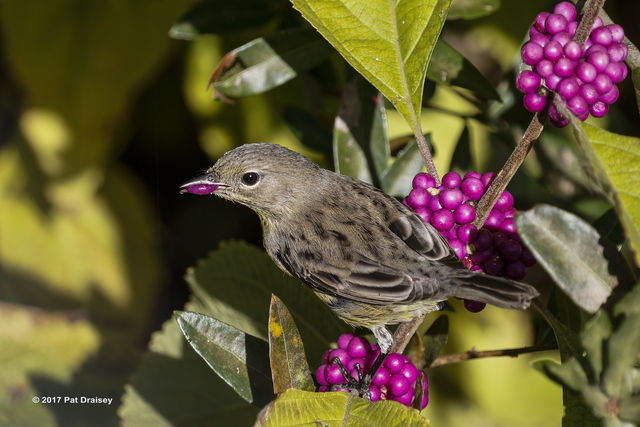 Kirtland's Warbler