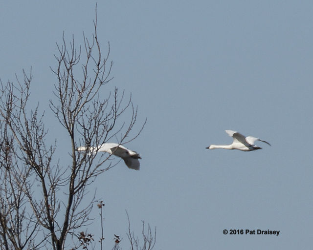 Trumpeter Swan