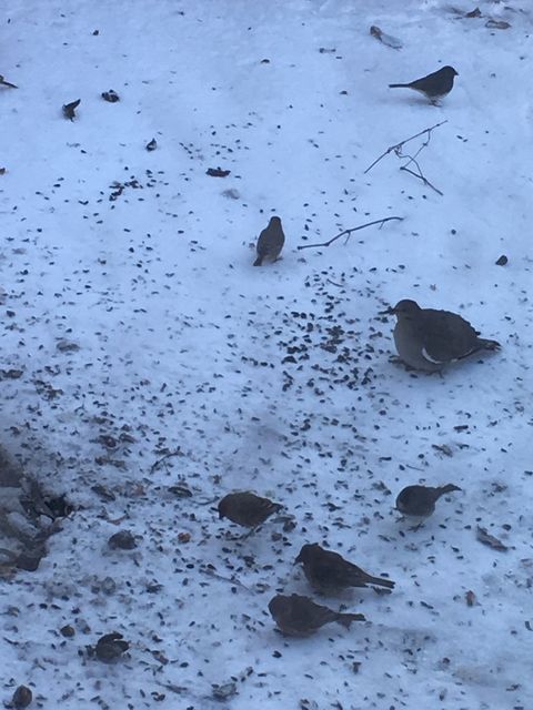 White-winged Dove