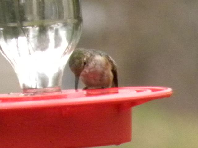 <i>Selasphorus</i> Hummingbird