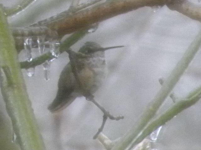 <i>Selasphorus</i> Hummingbird