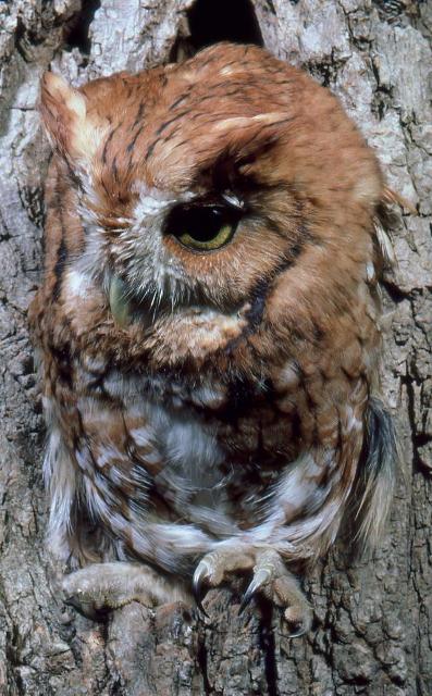 Eastern Screech-Owl