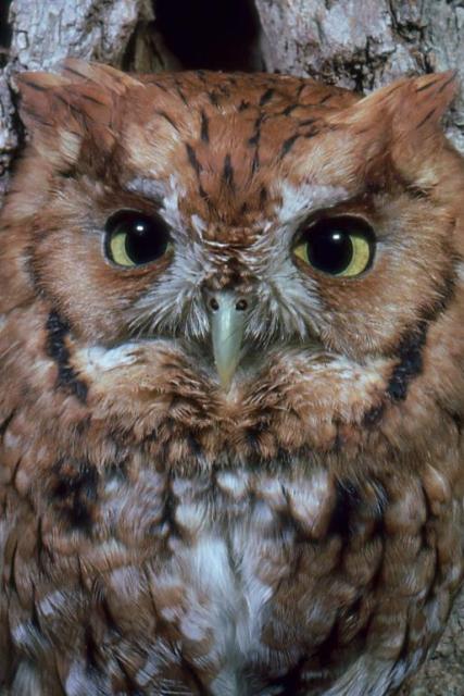 Eastern Screech-Owl