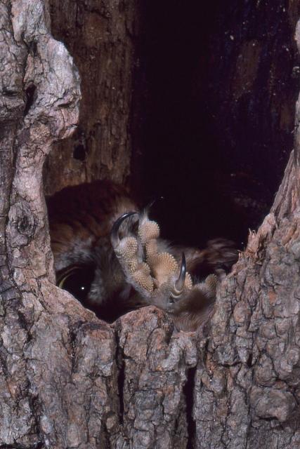 Eastern Screech-Owl